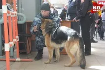 У Саратові безпеку вокзалів посилили службовими собаками вокзалів