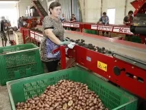 У Тимашівському районі Краснодарського краю відкрили овочесховище потужністю 6 тис. районі