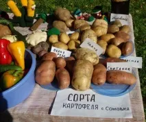 У Сомівці на Святі картоплі було
