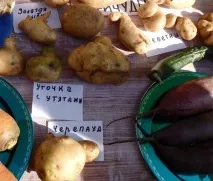 У Сомівці на Святі картоплі було