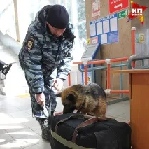 У Саратові безпеку вокзалів посилили службовими собаками саратові