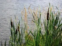 водойм