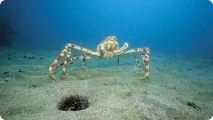Crab păianjen japonez sau crab uriaș (lat.