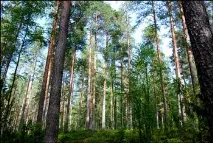 Каліфорнії