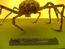 Японський краб-павук (лат Macrocheira