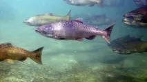 Залив Куршський Балтійського моря опис, температура води та підводний світ залив