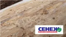 Захист деревини від ураження комахами захист