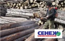 Захист деревини від ураження комахами ураження