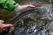 Залив Куршський Балтійського моря опис, температура води та підводний світ куршський