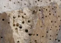 Захист деревини від комах захист