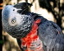 Жако принцеси Гани (Psittacus erithacus princeps), Жако, Домашні улюбленці psittacus