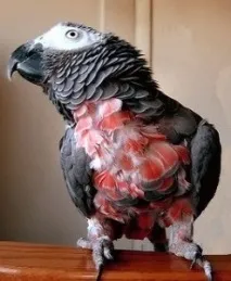 Жако принцеси Гани (Psittacus erithacus princeps), Жако, Домашні улюбленці принцеси