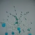 букет