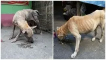 150 хворих собак жили на цвинтарі та голодували, доки не прийшла їхня рятівниця, Мур ТВ хворих