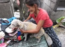150 хворих собак жили на цвинтарі та голодували, доки не прийшла їхня рятівниця, Мур ТВ цвинтарі