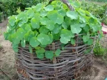 10 ідей для ненудної дачки, Вятський сад дачки