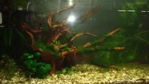 Акваріум Aquael BRILLUX 80, 112л акваріум