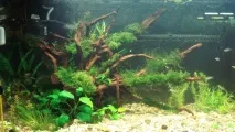 Акваріум Aquael BRILLUX 80, 112л brillux