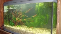 Акваріум Aquael BRILLUX 80, 112л aquael