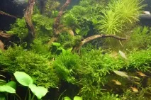 Акваріум Aquael BRILLUX 80, 112л акваріум