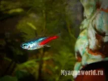 Акваріумна рибка Неон неону