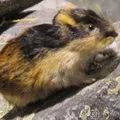 Метелик () 9 букв - пошук слів по масці та визначенню, відповіді на сканворди слів