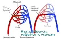 Артеріоли та артеріовенозні анастамози будова, гістологія артеріовенозні