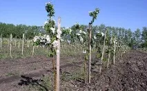 Бактеріальний опік груші лікування, симптоматика, фото лікування