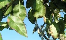 Бактеріальний опік груші лікування, симптоматика, фото лікування