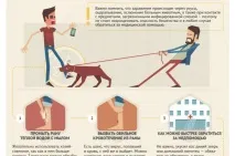 Шалена якась! » Коли домашні кішки стають небезпечними шалена
