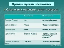 О.К.№10,11,12 Клас Комахи клас