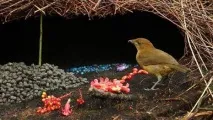 bowerbird