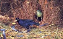 bowerbird