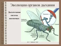 О.К.№10,11,12 Клас Комахи комах