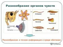 О.К.№10,11,12 Клас Комахи комах