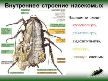 О.К.№10,11,12 Клас Комахи комах