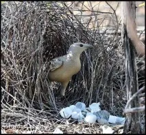 bowerbird