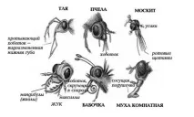 О.К.№10,11,12 Клас Комахи клас