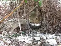 bowerbird