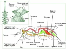 О.К.№10,11,12 Клас Комахи комахи