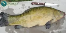 гордість