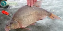 риба