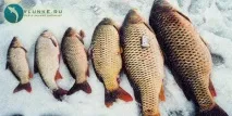 велика