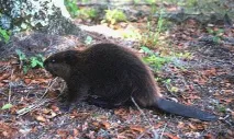 Бобровий жир для чого кориснийі як застосовувати Лікувальні властивості та протипоказання кориснийі