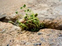 Бомби своїми руками,чи хто такі міські партизани, eco-boom своїми