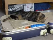 коти