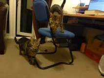 коти