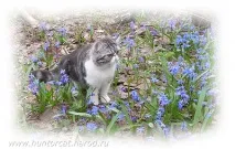 cattery