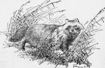 Читатионлайн електронну книгу Полювання на хижих звірів - Полювання на єнотоподібного собаку безкоштовно та полювання