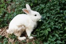 Що подивитися на Пхукеті, Провінційний фотограф про подорожі провінційний